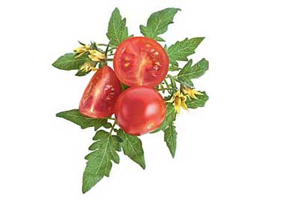 Целебные помидоры, польза и вред для организма человека.